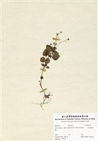 藏品(高山露珠草)的圖片